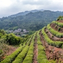 AS CHN SW SIC LES Sanguzhuang 2017AUG17 001  Part of the day trip itinerary was a stop at a local farmer's tea plantation where we got to pick from the bushels, then go through the production process in drying, storing and packaging the tea leaves. : 2017, 2017 - EurAisa, Asia, August, China, DAY, Eastern Asia, Leshan, Sanguzhuang, Sichuan, Southwest, Tea Plantation, Thursday