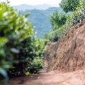 AS CHN SW SIC LES Sanguzhuang 2017AUG17 003 : 2017, 2017 - EurAisa, Asia, August, China, DAY, Eastern Asia, Leshan, Sanguzhuang, Sichuan, Southwest, Tea Plantation, Thursday