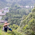AS CHN SW SIC LES Sanguzhuang 2017AUG17 004 : 2017, 2017 - EurAisa, Asia, August, China, DAY, Eastern Asia, Leshan, Sanguzhuang, Sichuan, Southwest, Tea Plantation, Thursday
