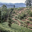 AS CHN SW SIC LES Sanguzhuang 2017AUG17 006 : 2017, 2017 - EurAisa, Asia, August, China, DAY, Eastern Asia, Leshan, Sanguzhuang, Sichuan, Southwest, Tea Plantation, Thursday