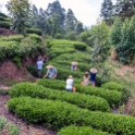 AS CHN SW SIC LES Sanguzhuang 2017AUG17 010 : 2017, 2017 - EurAisa, Asia, August, China, DAY, Eastern Asia, Leshan, Sanguzhuang, Sichuan, Southwest, Tea Plantation, Thursday