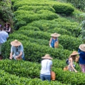 AS CHN SW SIC LES Sanguzhuang 2017AUG17 011 : 2017, 2017 - EurAisa, Asia, August, China, DAY, Eastern Asia, Leshan, Sanguzhuang, Sichuan, Southwest, Tea Plantation, Thursday