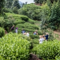 AS CHN SW SIC LES Sanguzhuang 2017AUG17 012 : 2017, 2017 - EurAisa, Asia, August, China, DAY, Eastern Asia, Leshan, Sanguzhuang, Sichuan, Southwest, Tea Plantation, Thursday