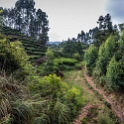 AS CHN SW SIC LES Sanguzhuang 2017AUG17 014 : 2017, 2017 - EurAisa, Asia, August, China, DAY, Eastern Asia, Leshan, Sanguzhuang, Sichuan, Southwest, Tea Plantation, Thursday