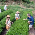 AS CHN SW SIC LES Sanguzhuang 2017AUG17 015 : 2017, 2017 - EurAisa, Asia, August, China, DAY, Eastern Asia, Leshan, Sanguzhuang, Sichuan, Southwest, Tea Plantation, Thursday