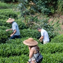 AS CHN SW SIC LES Sanguzhuang 2017AUG17 016 : 2017, 2017 - EurAisa, Asia, August, China, DAY, Eastern Asia, Leshan, Sanguzhuang, Sichuan, Southwest, Tea Plantation, Thursday