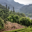 AS CHN SW SIC LES Sanguzhuang 2017AUG17 020 : 2017, 2017 - EurAisa, Asia, August, China, DAY, Eastern Asia, Leshan, Sanguzhuang, Sichuan, Southwest, Tea Plantation, Thursday