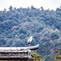 JPN HIR Miyajima 2012NOV05 ItsukushimaShrine 001 : 2012, 2012 - Pho, Footy & Sushi Tour, 2012 Fukuoka Golden Oldies, Alice Springs Dingoes Rugby Union Football Club, Asia, Date, Golden Oldies Rugby Union, Hiroshima Prefecture, Itsukushima Island, Itsukushima Shrine, Japan, Miyajima, Month, November, Places, Region Chugoku, Rugby Union, Sports, Teams, Trips, Year