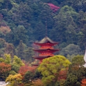 JPN HIR Miyajima 2012NOV05 034 : 2012, 2012 - Pho, Footy & Sushi Tour, 2012 Fukuoka Golden Oldies, Alice Springs Dingoes Rugby Union Football Club, Asia, Date, Golden Oldies Rugby Union, Hiroshima Prefecture, Itsukushima Island, Japan, Miyajima, Month, November, Places, Region Chugoku, Rugby Union, Sports, Teams, Trips, Year