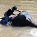 MYS KualaGandah 2011APR22 NES 028 : 2011, 2011 - By Any Means, April, Asia, Date, Kuala Gandah, Malaysia, Month, National Elephant Sanctuary, Places, Trips, Year
