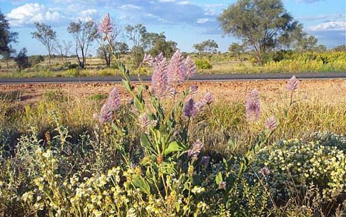 AUS NT AliceSprings 2000UL27 Wildflowers 001
