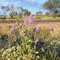 AUS NT AliceSprings 2000UL27 Wildflowers 001  It only takes a day or two days of rain to bring wildflower out to full bloom. : 2000, Alice Springs, Australia, Date, July, Month, NT, Places, Year