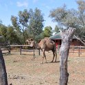 AUS NT AliceSprings 2001JUL14 TelegraphStation 004  Camels were introduced as the beast of burden during construction of the line. : 2001, 2001 The "Gruesome Twosome" Australian Tour, Alice Springs, Australia, Date, July, Month, NT, Old Telegraph Station, Places, Trips, Year