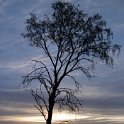 AUS NT AliceSprings 2004MAY20 002  This photo of and ironwood tree at sunrise is one of my Top Ten photos of the entire trip. It just does something for me. : 2004, 2004 - The "Get Fluxed" Australian Tour, Alice Springs, Australia, Date, May, Month, NT, Places, Trips, Year