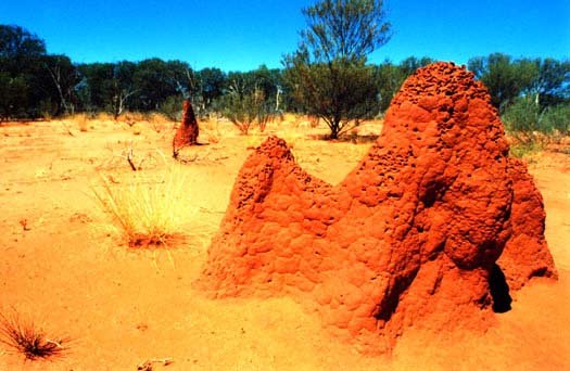 AUS NT BarklyHighway 2001 TermiteHills 001