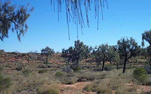 AUS NT Bundooma 2000JUN 002