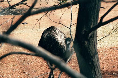 AUS NT Erldunda 2001JUL12 Emus 001