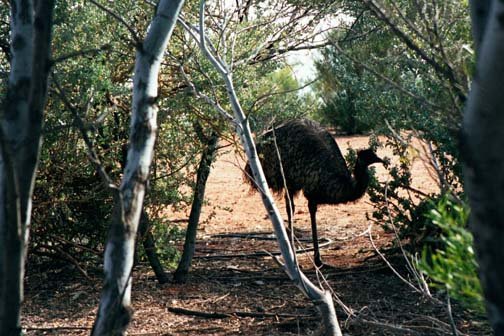 AUS NT Erldunda 2001JUL12 Emus 002