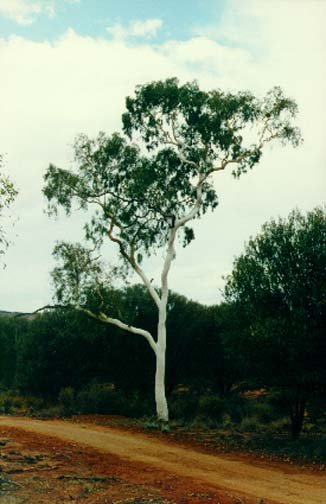 AUS NT KingsCanyon 1992 016