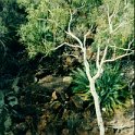 AUS NT KingsCanyon 1992 015  A palm tree in the middle of the desert, with a gum tree? Why not, after all, this is God's own country! : 1992, Australia, Date, Kings Canyon, NT, Places, Year