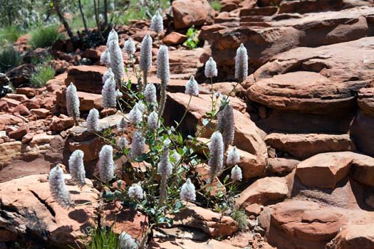 AUS NT KingsCanyon 2010OCT10 005
