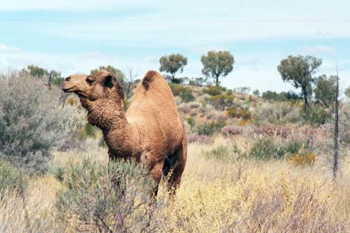 AUS NT LasseterHighway 2001JUL12 Camels 001