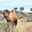 AUS NT LasseterHighway 2001JUL12 Camels 001  We found these feral camels just hanging out on the side of the road. : 2001, 2001 The "Gruesome Twosome" Australian Tour, Australia, Date, July, Lasseter Highway, Month, NT, Places, Trips, Year