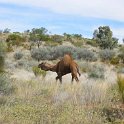 AUS NT LasseterHighway 2001JUL12 Camels 003  Most of the roads are unfenced so you can came a miserable second if you hit a roo, bullock, camel, feral pig, donkey, brumby, emu or a bird at warp speeds. : 2001, 2001 The "Gruesome Twosome" Australian Tour, Australia, Date, July, Lasseter Highway, Month, NT, Places, Trips, Year