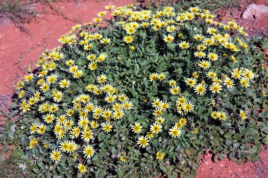 AUS NT LuritjaRoad 2010OCT10 001