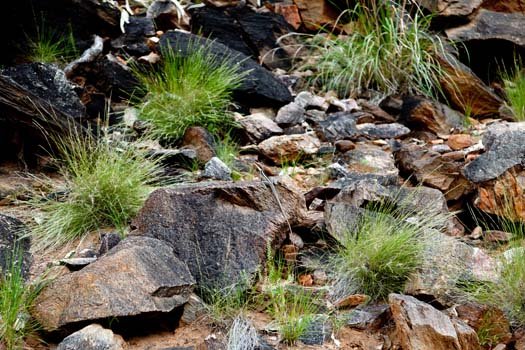 AUS NT MacDonnellRanges 2010OCT13 001