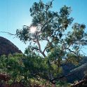 AUS NT OrmistonGorge 2001JUL11 005  This is one of my favorite photos I took on the trip. : 2001, 2001 The "Gruesome Twosome" Australian Tour, Australia, Date, July, Month, NT, Ormiston Gorge, Places, Trips, Western MacDonnells, Year