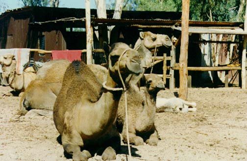 AUS NT RossRiver 1991DEC 008