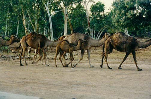 AUS NT RossRiver 1991DEC 019