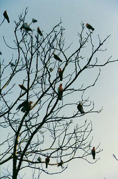 AUS NT RossRiver 1991DEC 022