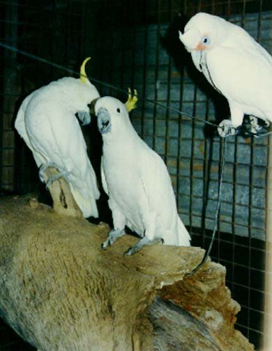 AUS NT RossRiver 1991DEC 023