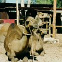 AUS NT RossRiver 1991DEC 008  Camel rides were optional. : 1991, Australia, Date, December, Month, NT, Places, Ross River, Year