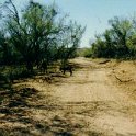 AUS NT RossRiver 1991DEC 009  You had to be alert while driving as calving season was in full swing. As you can see, they are hard buggers to find. : 1991, Australia, Date, December, Month, NT, Places, Ross River, Year