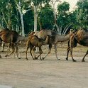 AUS NT RossRiver 1991DEC 019  Some locals on the move. : 1991, Australia, Date, December, Month, NT, Places, Ross River, Year
