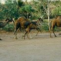 AUS NT RossRiver 1991DEC 020  The baby camel seems to be delighted on going for a stroll with it's mum. : 1991, Australia, Date, December, Month, NT, Places, Ross River, Year