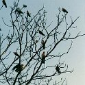 AUS NT RossRiver 1991DEC 022  Pink cockatoo's, more commonly called "Galah's" squawking in a gum tree. : 1991, Australia, Date, December, Month, NT, Places, Ross River, Year