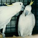 AUS NT RossRiver 1991DEC 024  "Pssst. Want to hear a secret?" : 1991, Australia, Date, December, Month, NT, Places, Ross River, Year