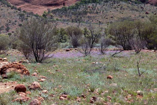 AUS NT TheOlgas 2010OCT11 022