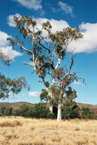 AUS NT TwinGhostGums 2001JUL11 002