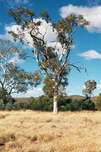 AUS NT TwinGhostGums 2001JUL11 003