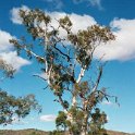 AUS NT TwinGhostGums 2001JUL11 002  ..... if you drive slowly, you will notice ..... : 2001, 2001 The "Gruesome Twosome" Australian Tour, Australia, Date, July, Month, NT, Places, Trips, Twin Ghost Gums, Western MacDonnells, Year