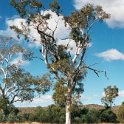 AUS NT TwinGhostGums 2001JUL11 003  ..... that the two ghost gum line up perfectly and appear to be just the single tree. : 2001, 2001 The "Gruesome Twosome" Australian Tour, Australia, Date, July, Month, NT, Places, Trips, Twin Ghost Gums, Western MacDonnells, Year