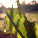 AUS NT Virginia 2004MAY15 008  I was trying to capture the setting sun coming through the palm leaves. : 2004, 2004 - The "Get Fluxed" Australian Tour, Australia, Date, May, Month, NT, Places, Trips, Virginia, Year