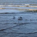 AUS QLD Cairns 2010OCT19 063  Pelicans playing in the mud. : 2010, 2010 - No Doot Aboot It Eh! Tour, 2010 Sydney Golden Oldies, Alice Springs Dingoes Rugby Union Football Club, Australia, Cairns, Date, Esplanade, Golden Oldies Rugby Union, Month, October, Places, QLD, Rugby Union, Sports, Teams, Trips, Year