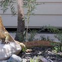 AUS_QLD_CanningtonMine_2009FEB05_004.jpg