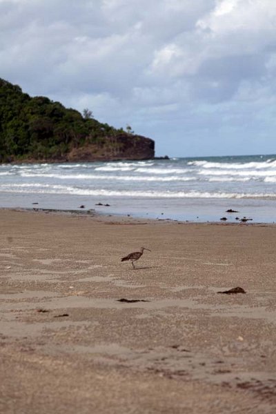AUS QLD CapeTribulation 2010OCT18 026
